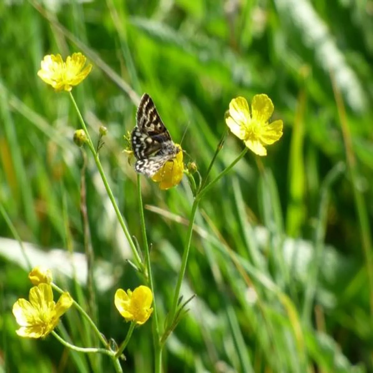 Ranunculus acris (Meadow Buttercup)
