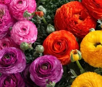 Ranunculus 'Sprinkles'