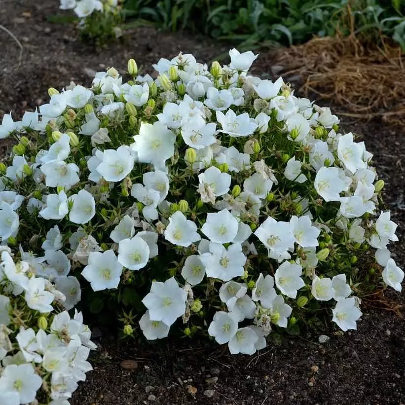 Rapido White Bellflower