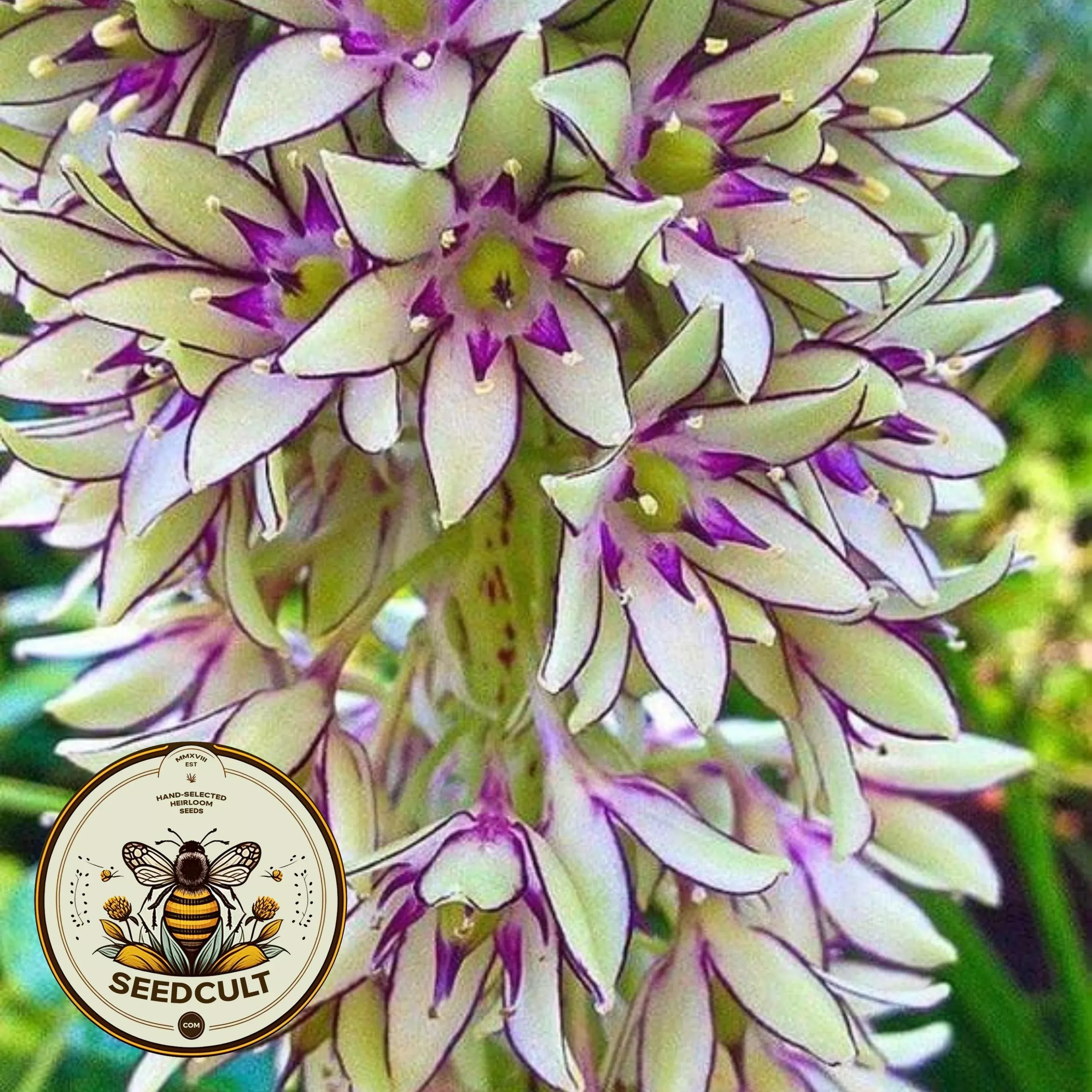 Rare Pineapple Lily Seeds, Eucomis Bicolor EU9005