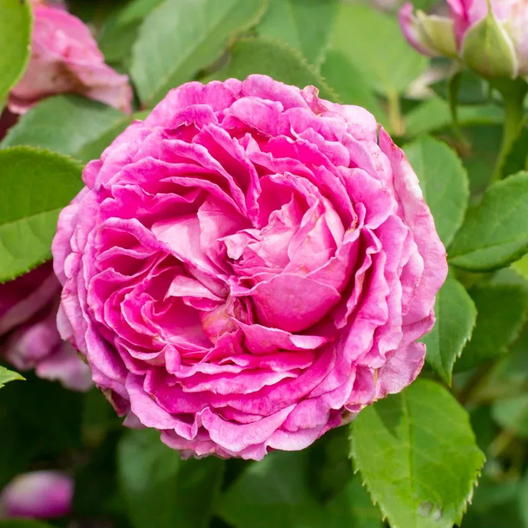 Raspberry Cupcake Rose