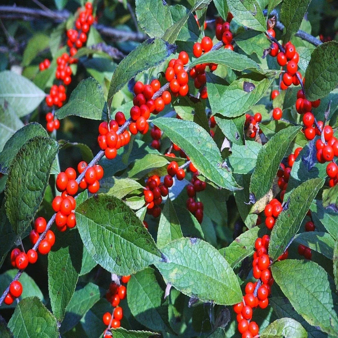 Raspberry Flash Holly