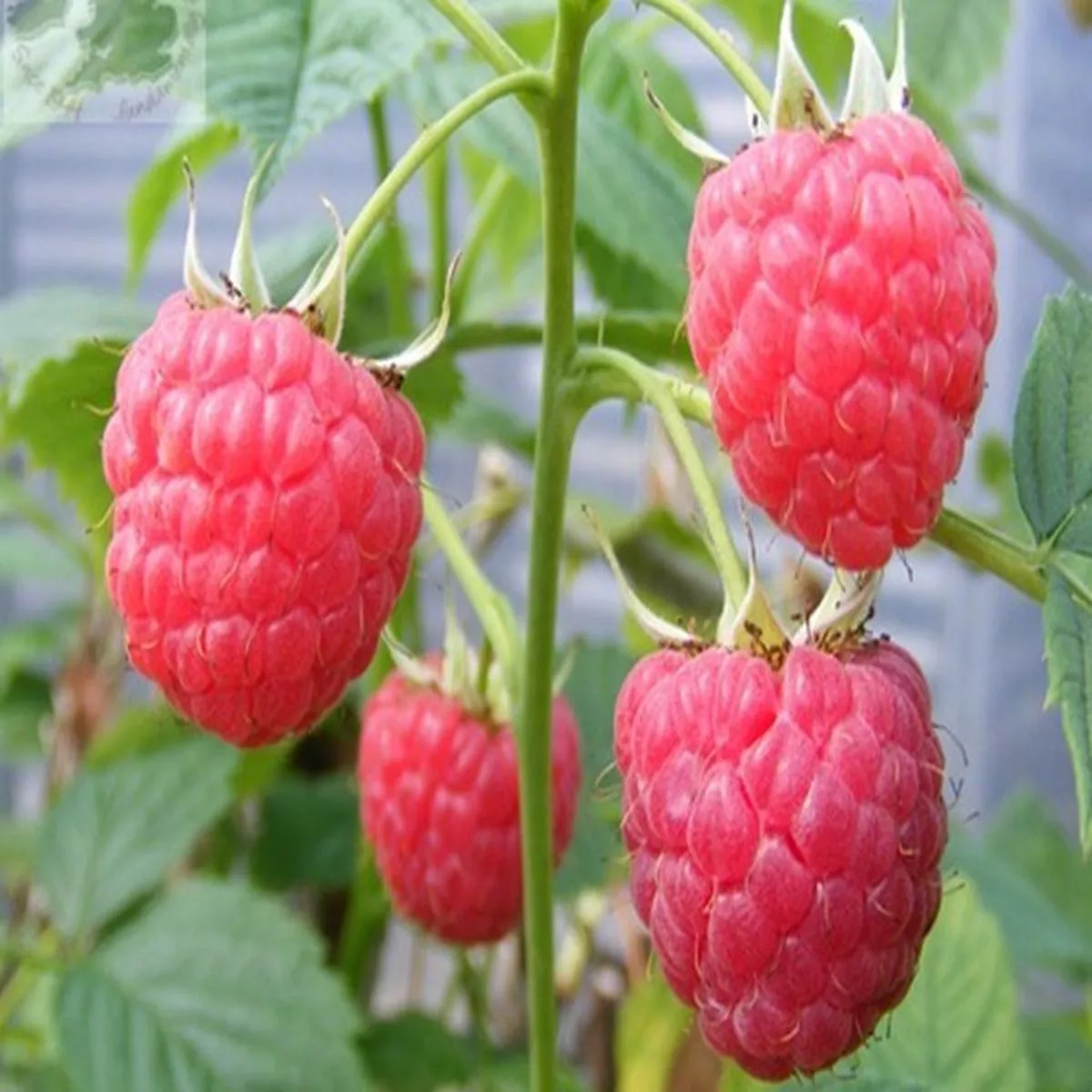 Raspberry Glen Lyon (10 Canes)Rubus idaeus