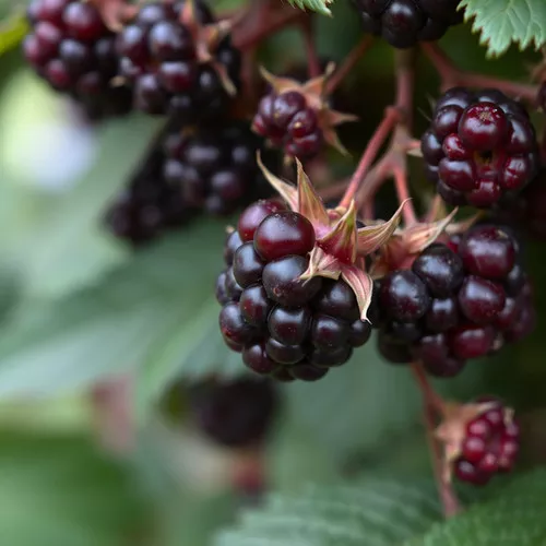 Raspberry 'Jewel'