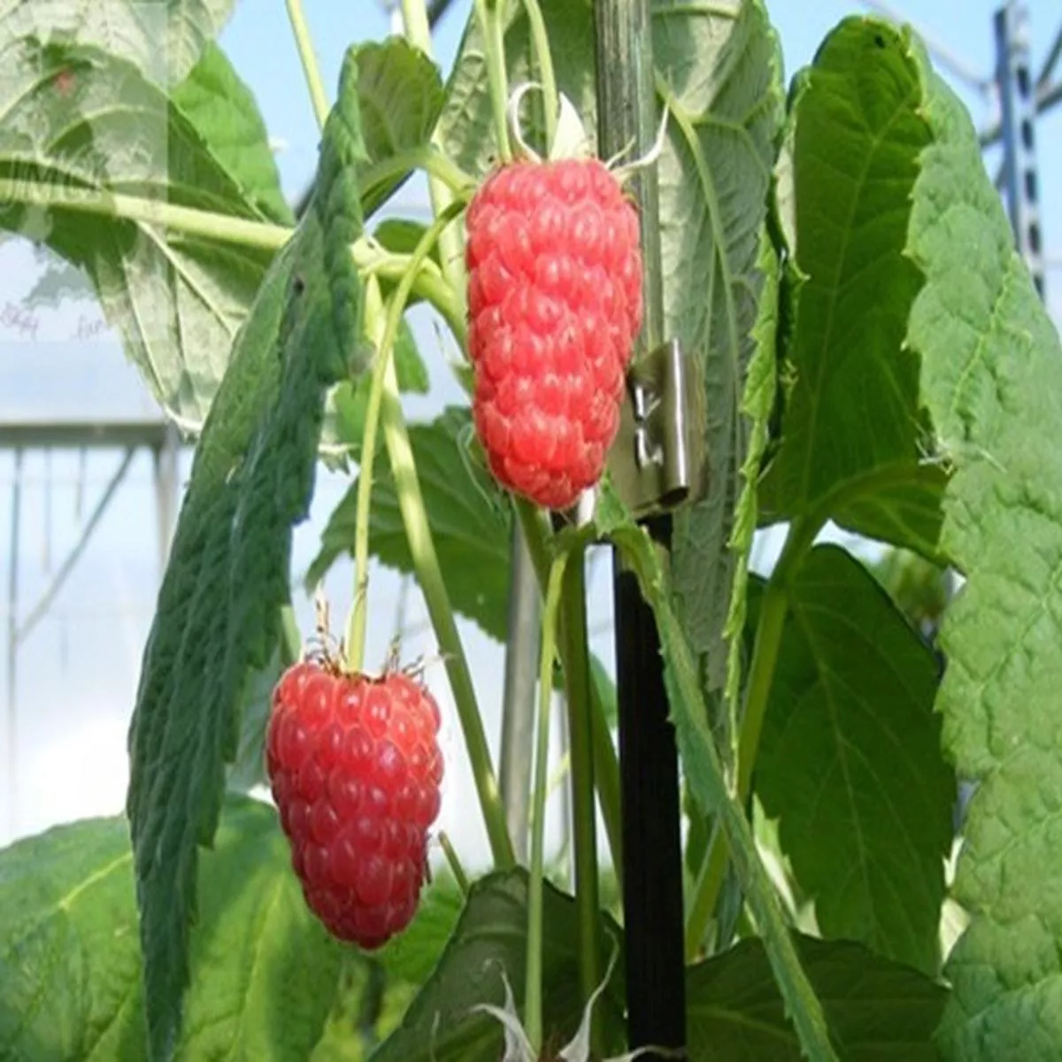 Raspberry Malling Admiral (10 Canes)Rubus idaeus