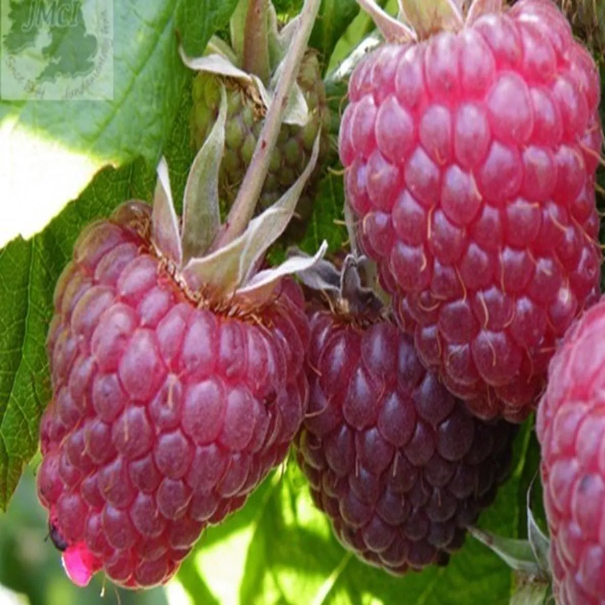 Raspberry Polka (10 Canes)Rubus idaeus