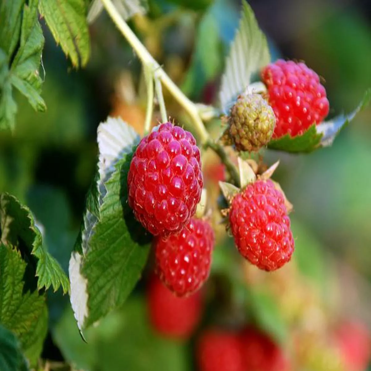 Raspberry Zeva (10 Canes)Rubus idaeus