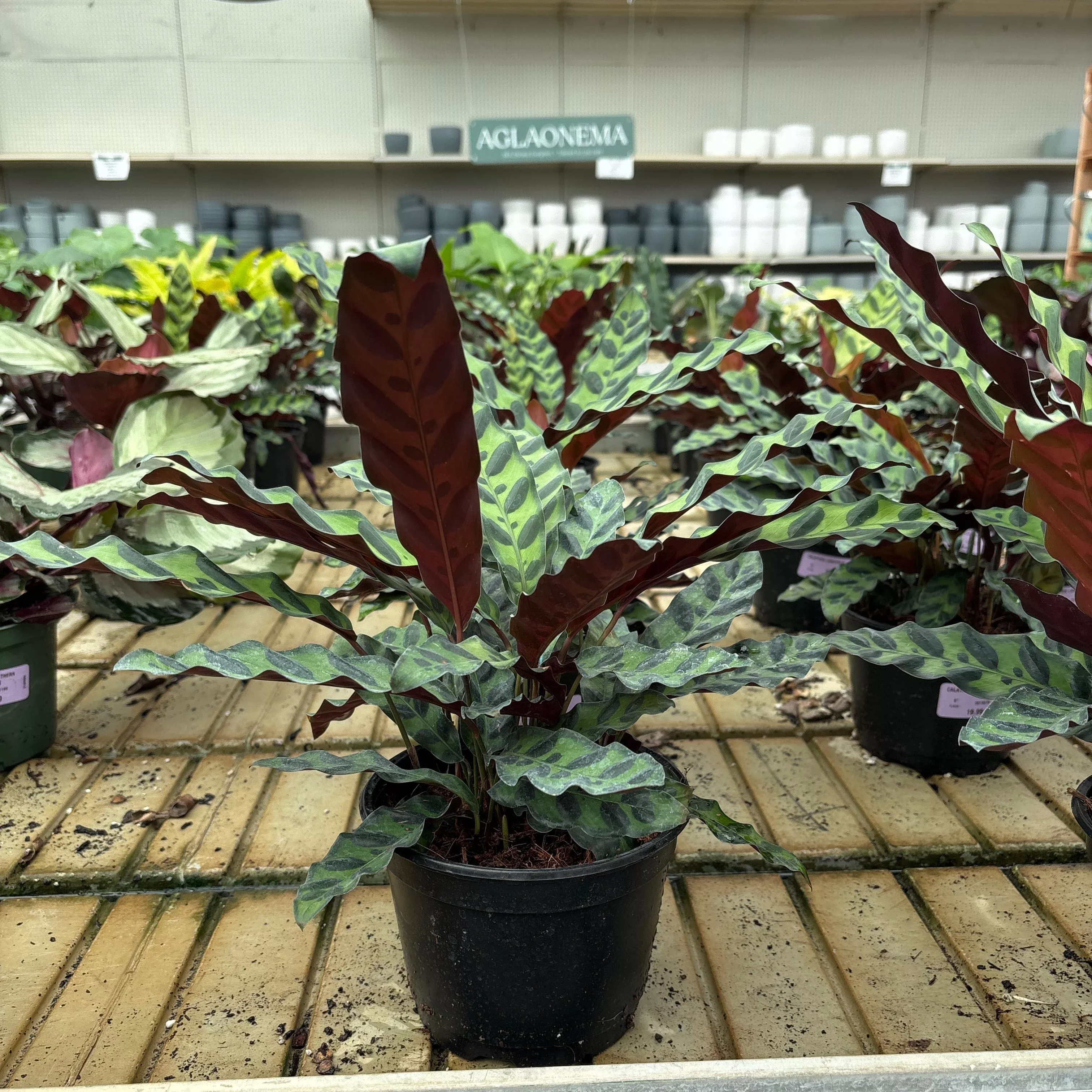 Rattlesnake Plant - Calathea lancifolia - 6" Potted Houseplants