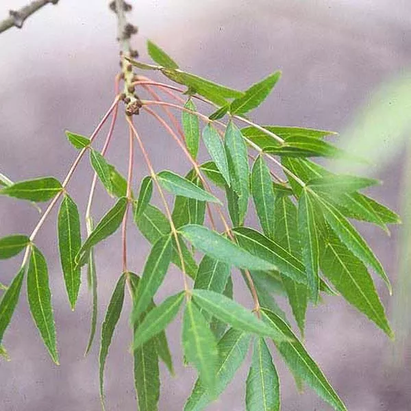 Raywood Ash