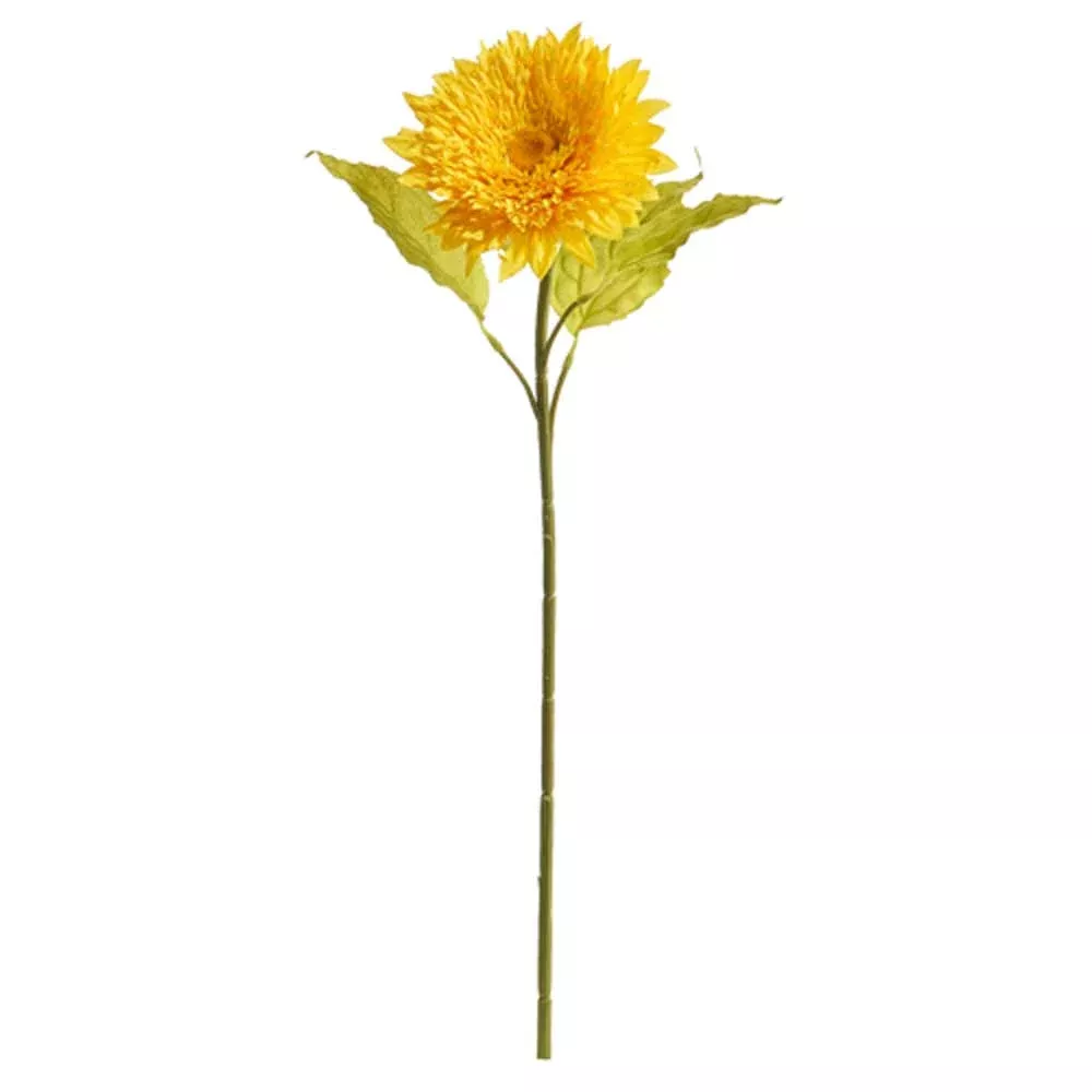 Raz, Chrysanthemum Stem