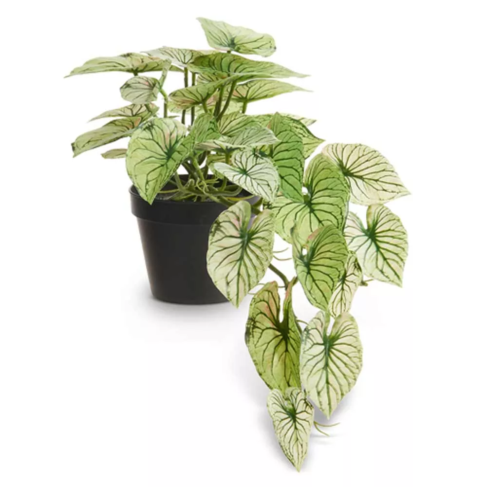Raz, Potted Candidum Caladium, 21"