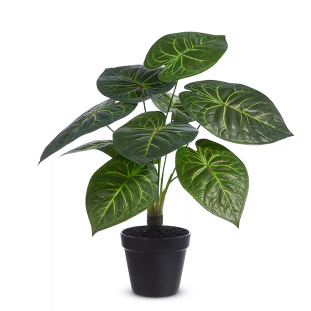 Raz, Potted Philodendron, 17"