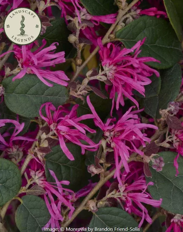 Razzleberri Fringe Flower