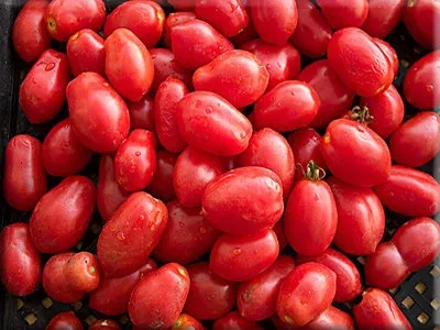 Re Umberto Tomato (1878)