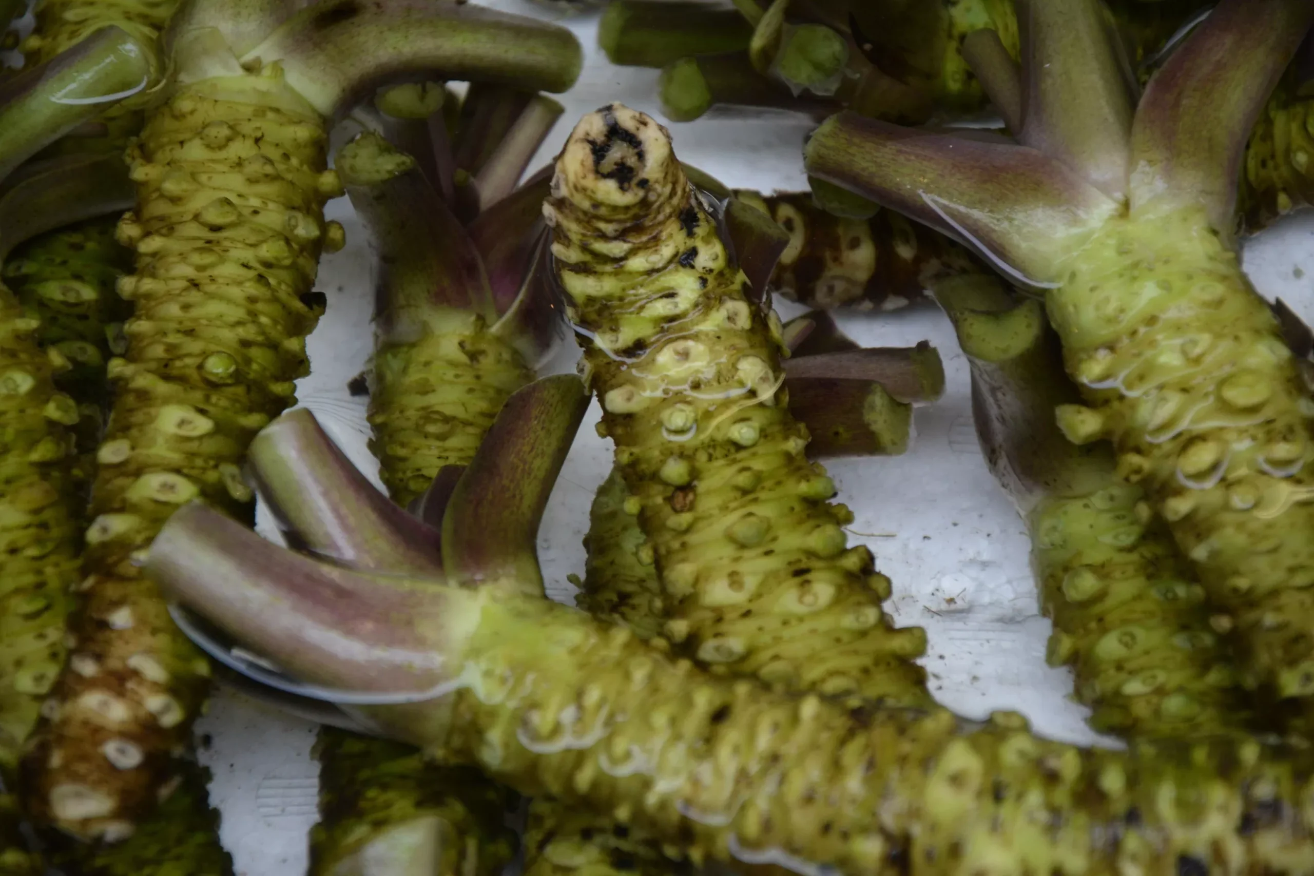Real Japanese Wasabi Radish Seeds, Wasabia Japonica, Japanese Horseradish, WB0110R