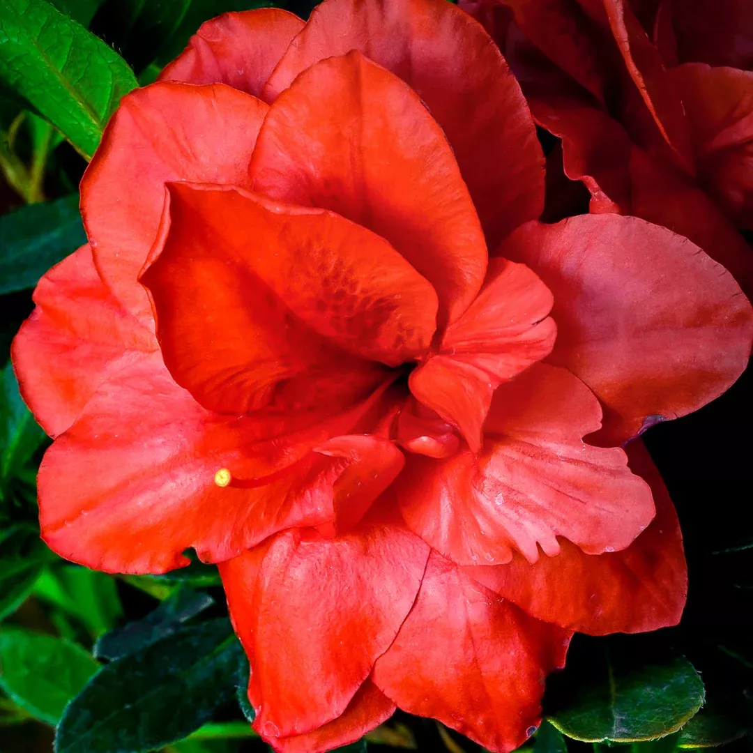 Rebloom Azalea Coral Amazement