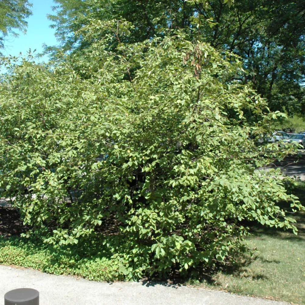 Red Alder