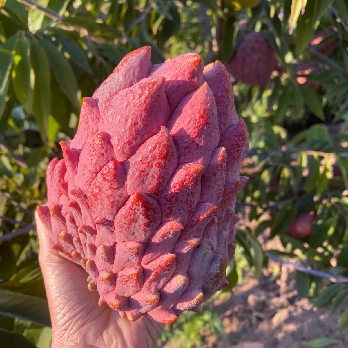 Red Atemoya
