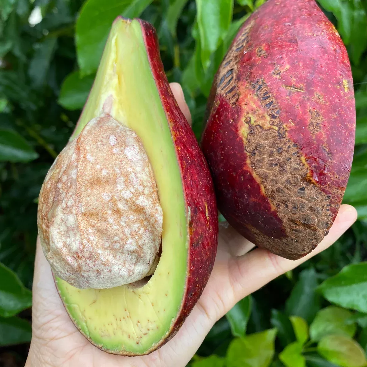 Red Avocado