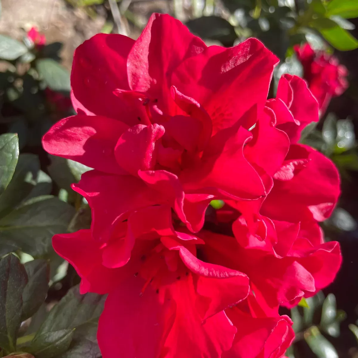 Red Azalea