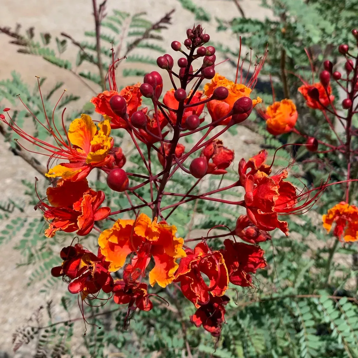 Red Bird of Paradise