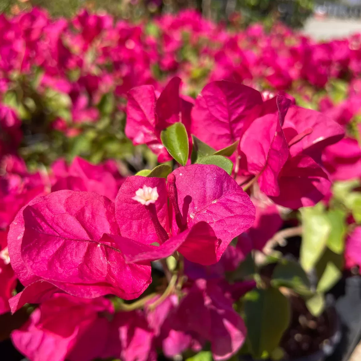 Red Bougainvillea Shrub