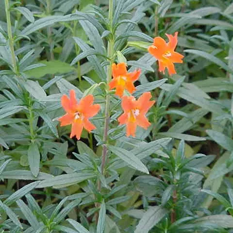 Red Bush Monkeyflower