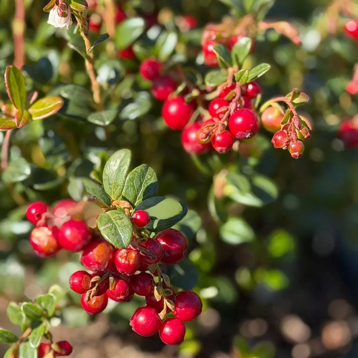 Red Candy Lingonberry