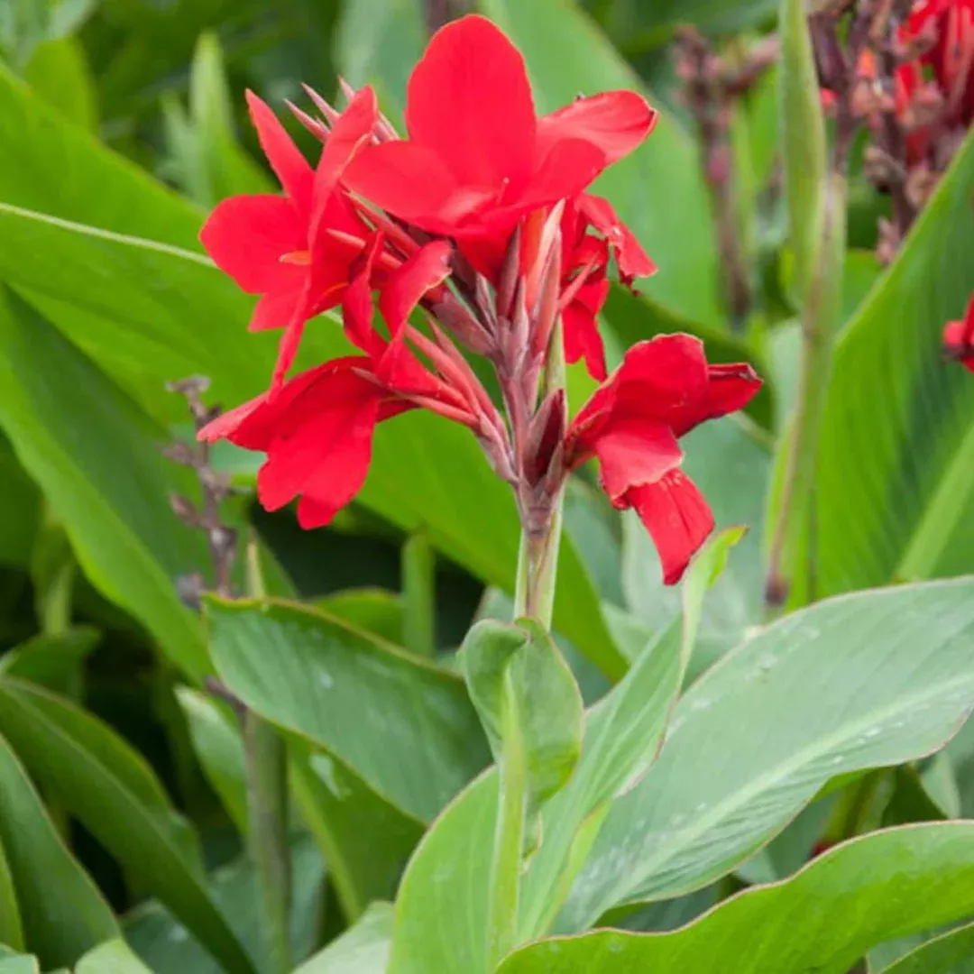 Red Canna Lilly, Blooms Late Spring To Early Frost