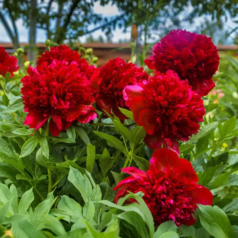 Red Charm Peony