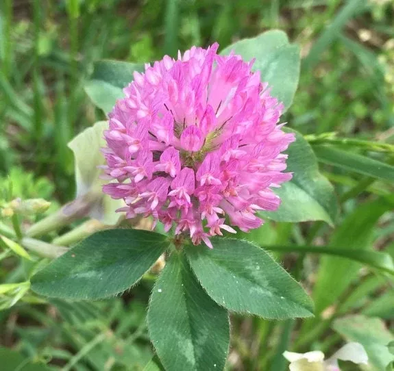 Red Clover Seeds