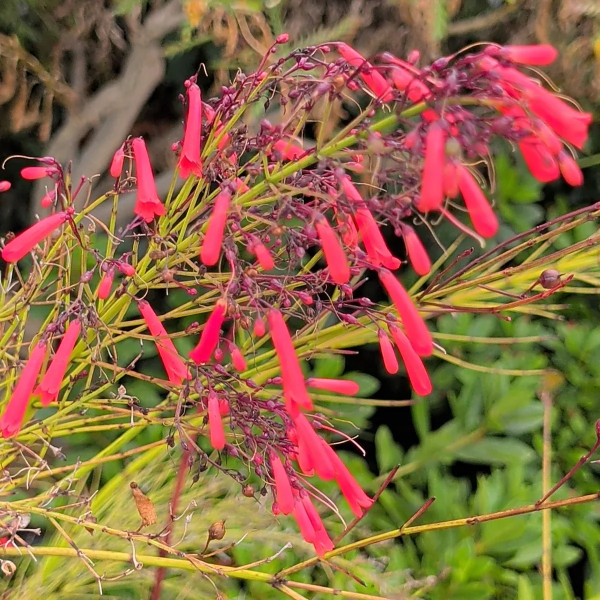 Red Coral Fountain