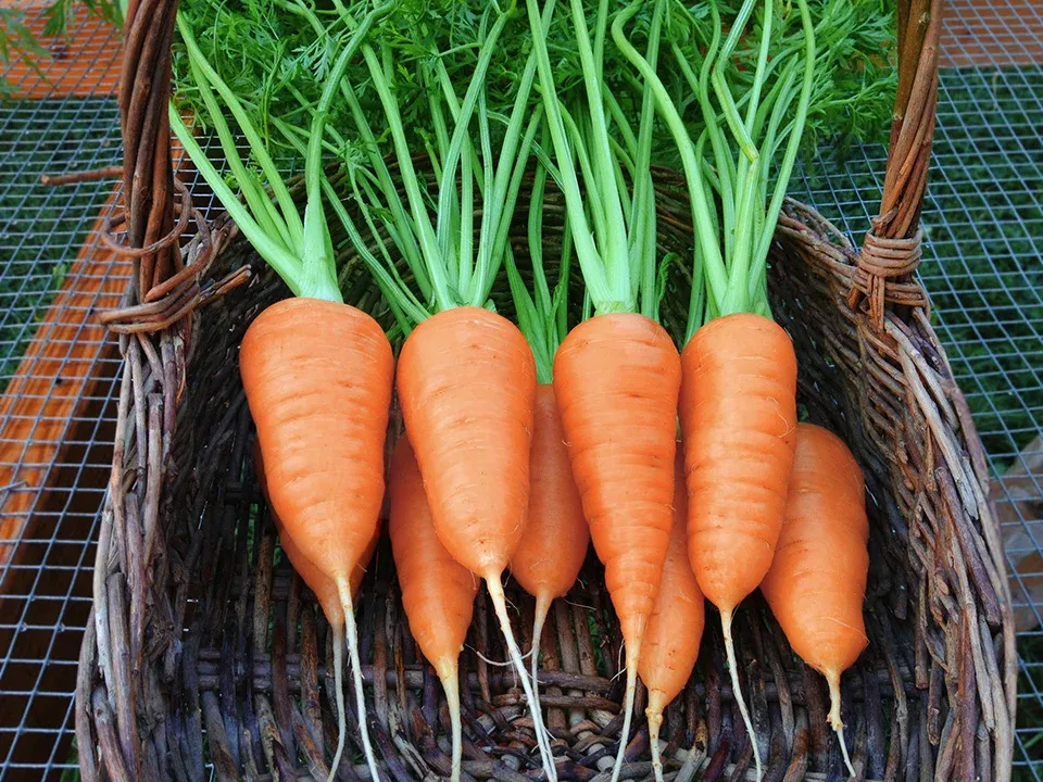 Red Core Chantenay - Organic Carrot Seeds