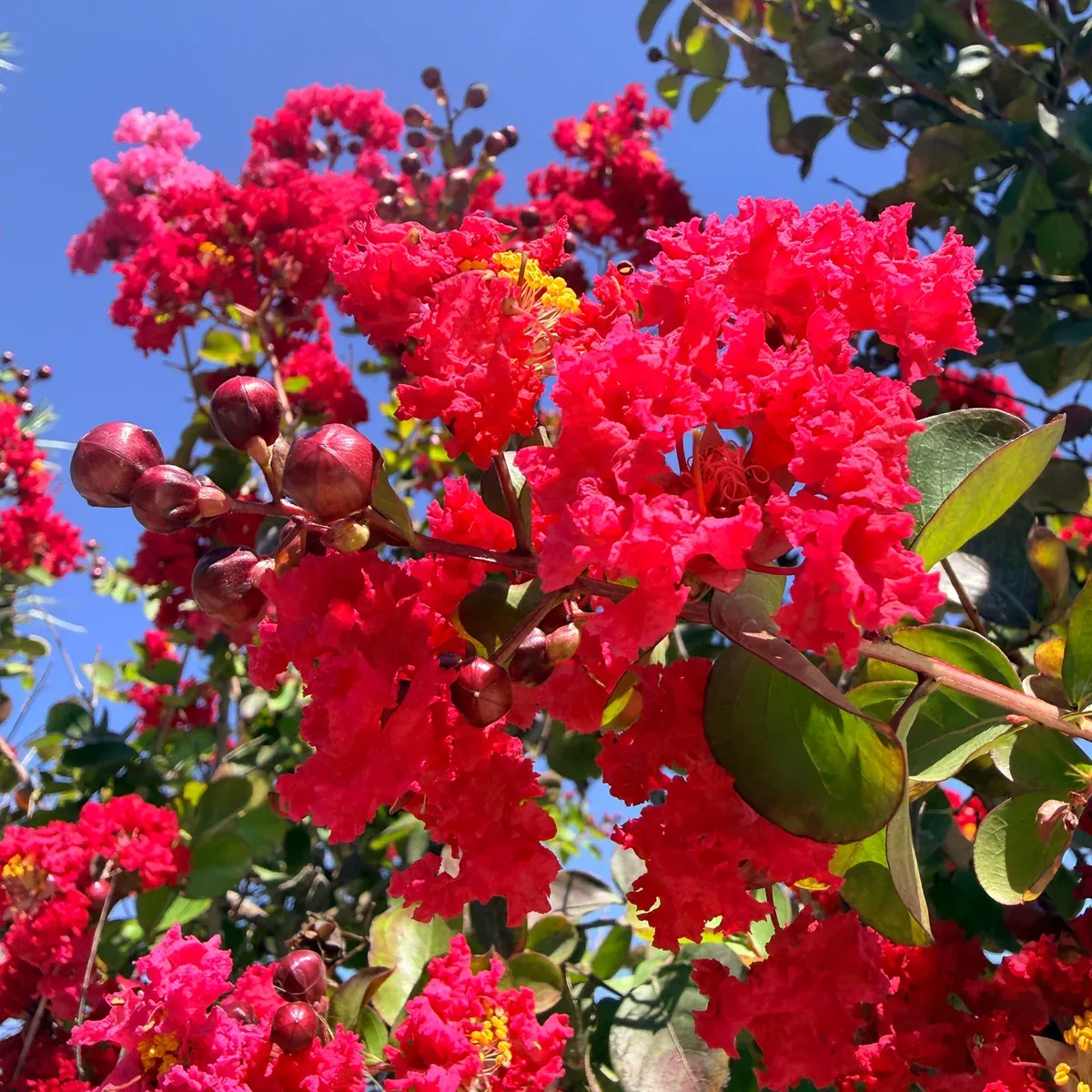 Red Crape Myrtle
