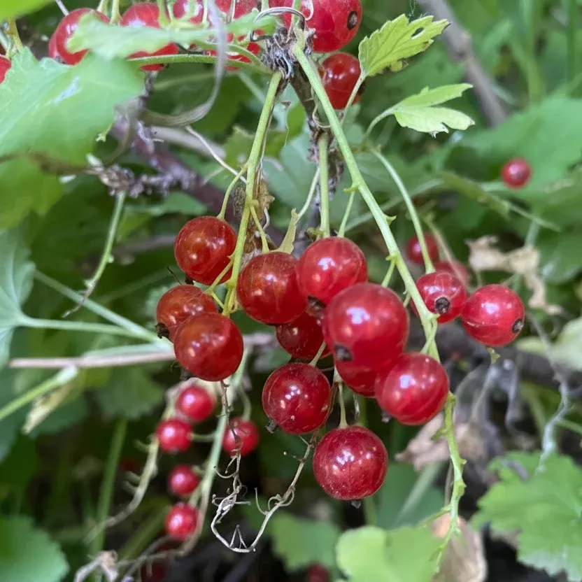Red Currant