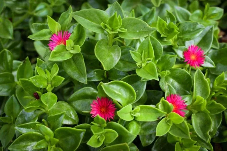 Red Dew Plant