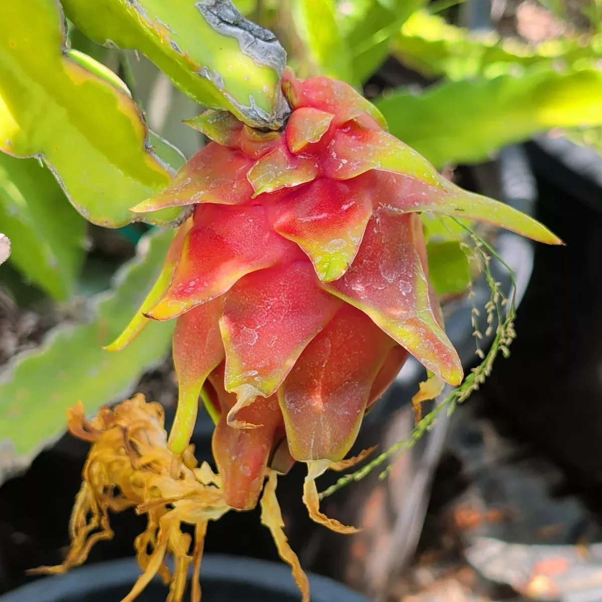 Red Dragon Fruit