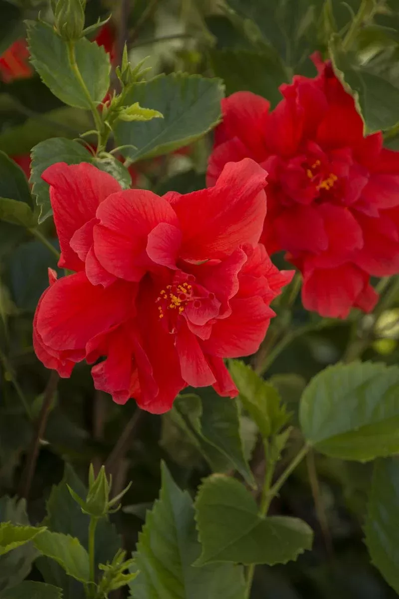 Red Dragon Hibiscus