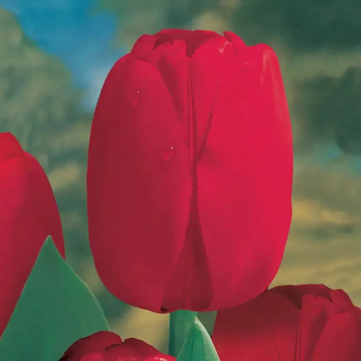 Red Dynasty™Tulip