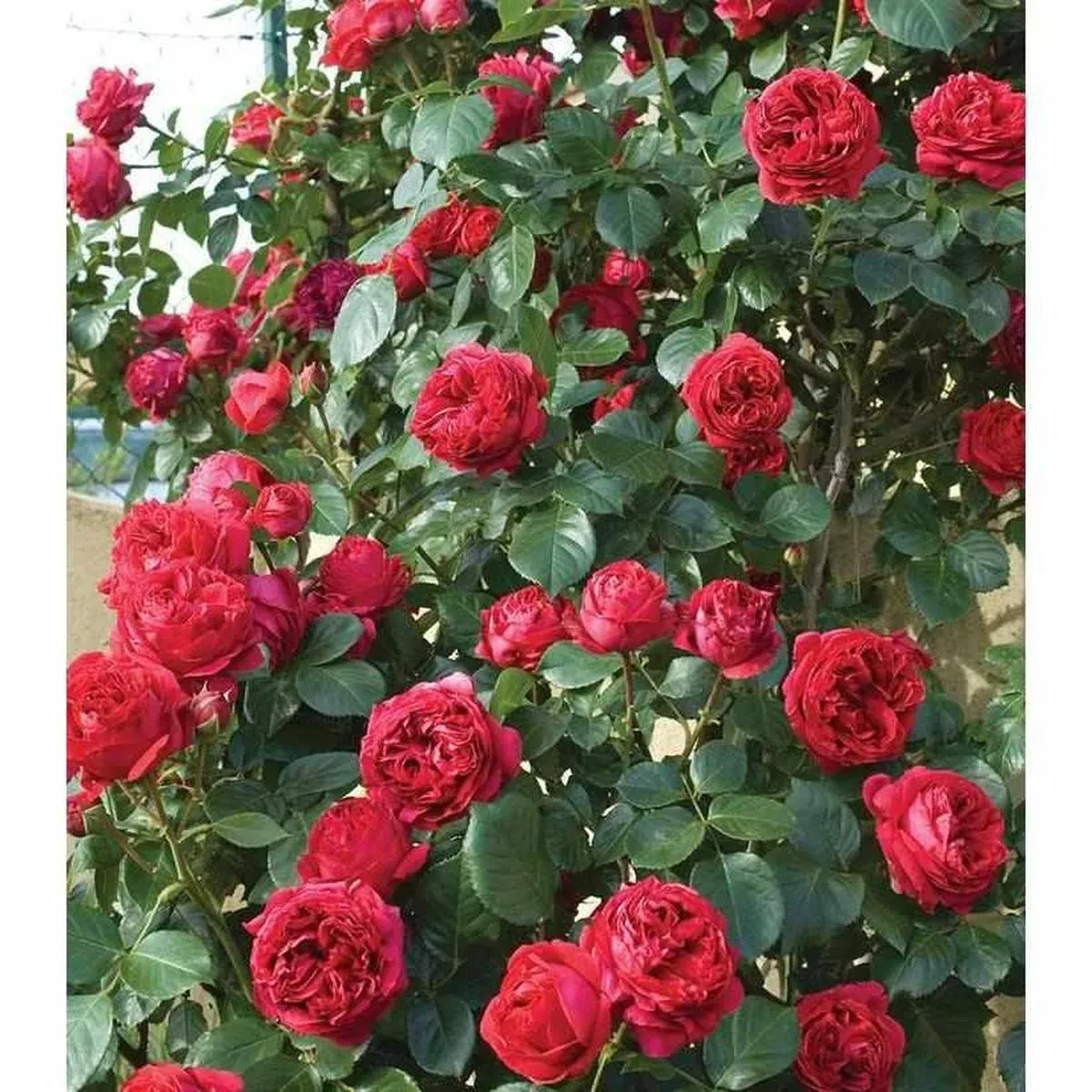 Red Eden Climber Rose