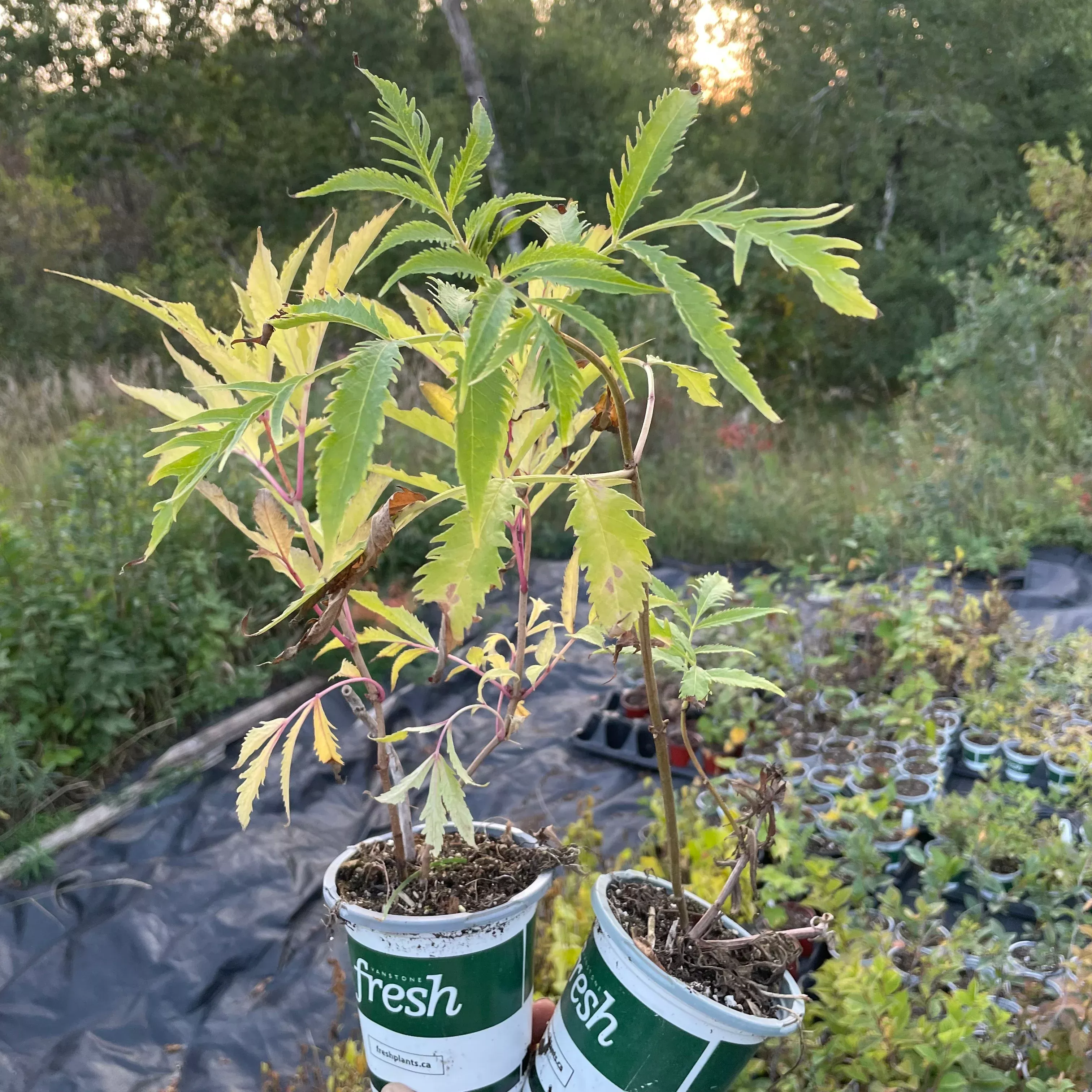 Red Elderberry (Sambucus racemosa)