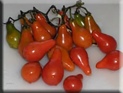 Red Fig Tomato (1700s)