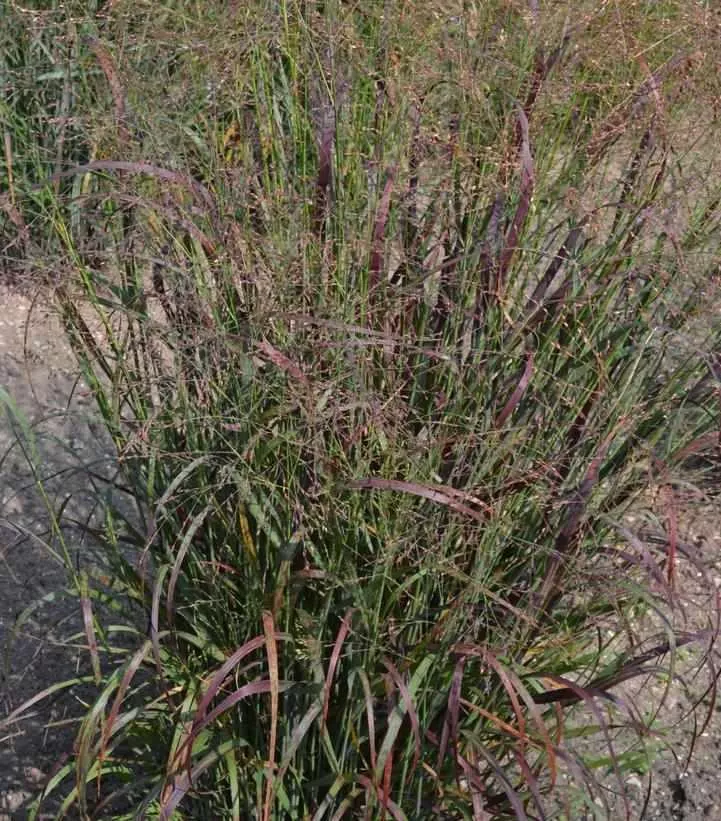Red Flame Red SwitchGrass