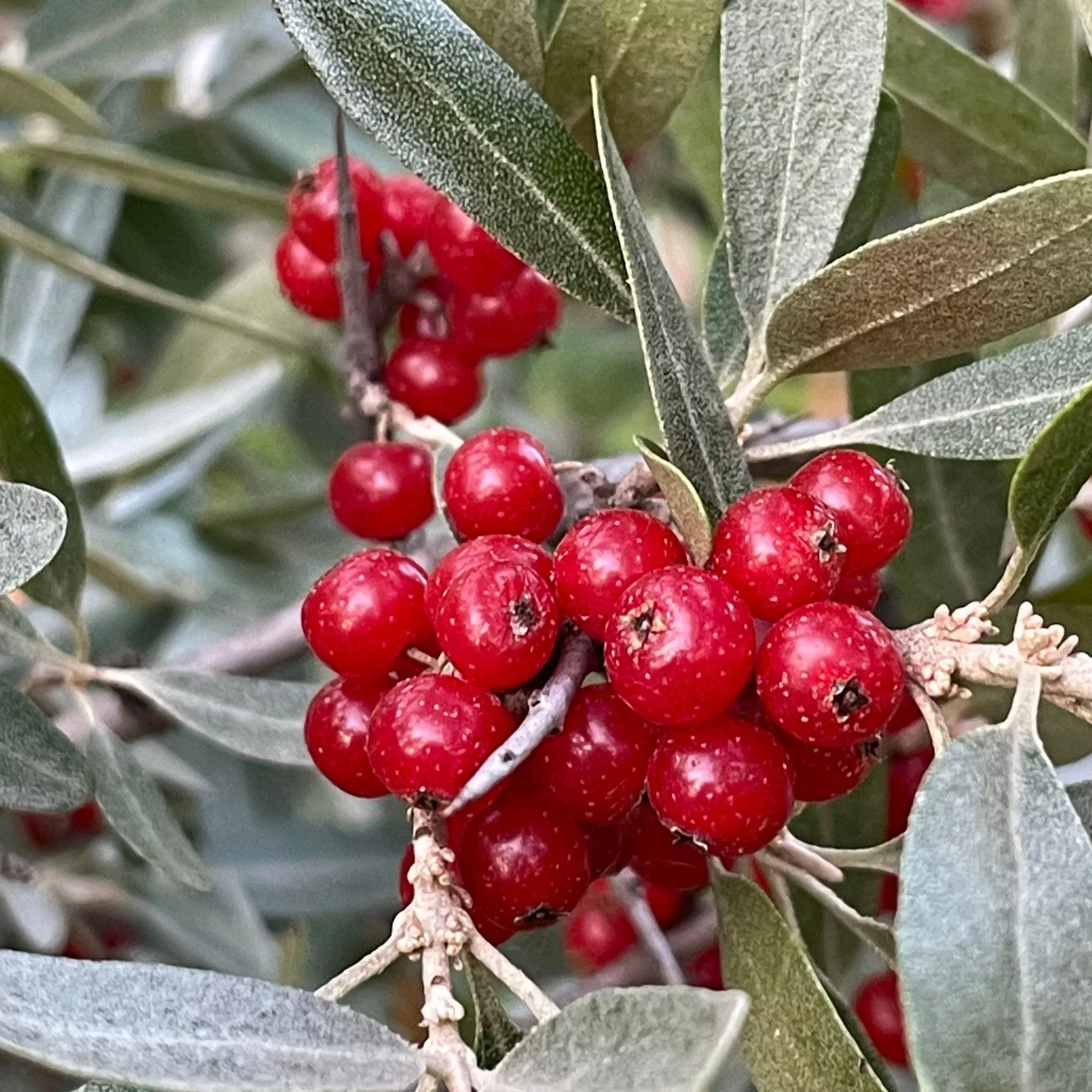 Red Fruited Silver Buffaloberry Seeds