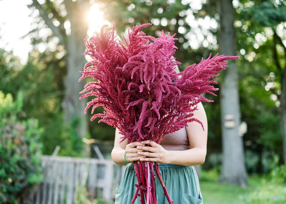 Red Garnet - Amaranth Seeds