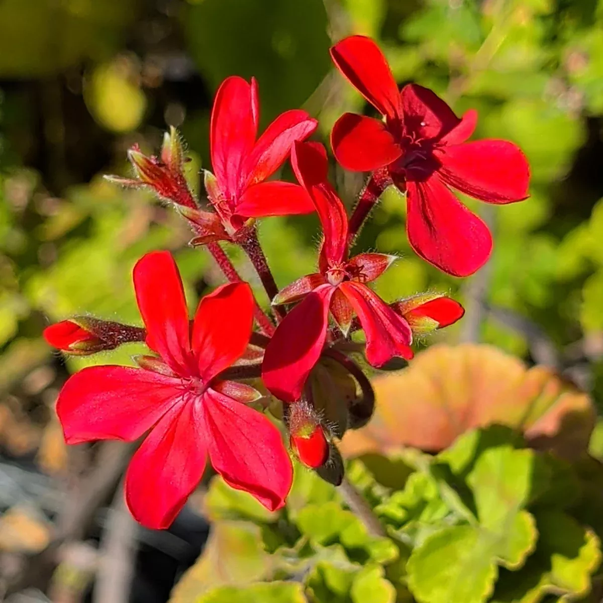 Red Geranium