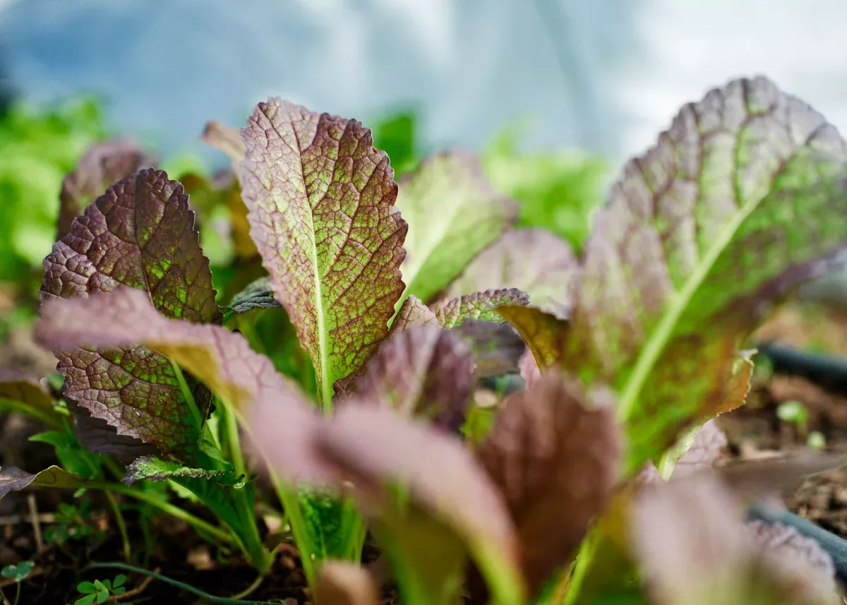 Red Giant - Organic Mustard Green Seeds