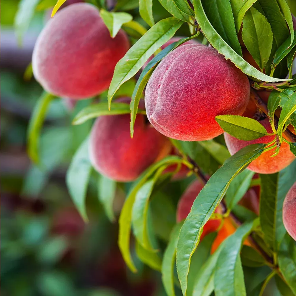 Red Haven Peach Tree