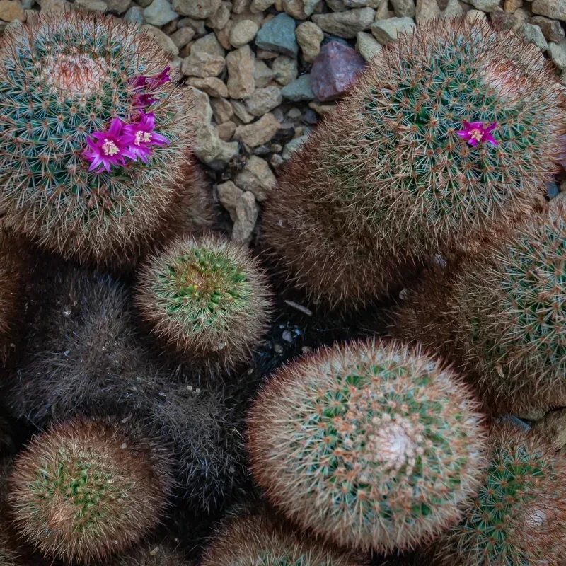 Red-Headed Irishman "Spiny Pincushion Cactus" (Mammillaria spinosissima) Seeds – Rusty Red Spines, Magenta Flowers, Fast-Growing