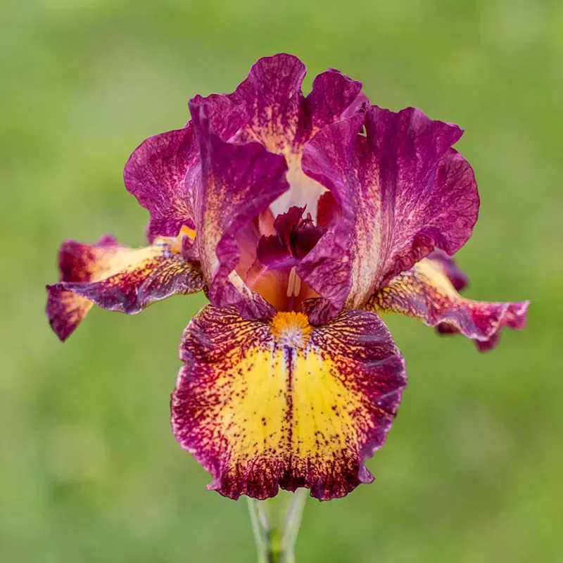 Red Hot Chili Reblooming Bearded Iris
